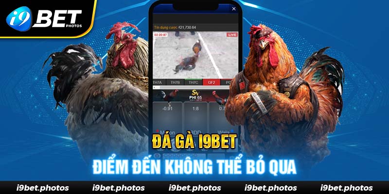 Tổng quan về chuyên mục đá gà I9BET